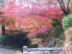 熊野若王子神社の紅葉の画像