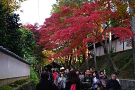 東福寺近くの紅葉の画像